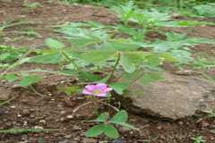 Oxalis acetosella